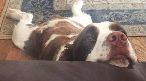 Смешные СОБАКИ заставят вас смеяться до упаду