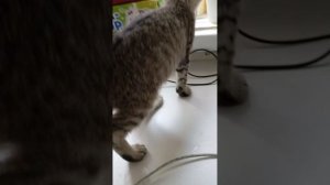 бумажные собаки 🫠🍭 уборка в домике