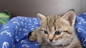 у нас появился котёнок 🐱