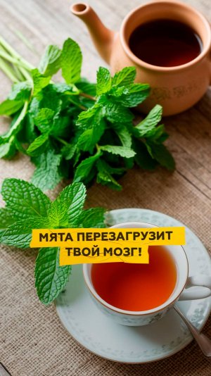 Мята перезагрузит твой мозг!