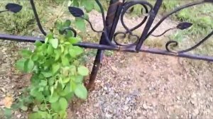 Белые розы для Маэстро 🙏🎼❤️😪