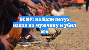 SCMP: на Бали петух напал на мужчину и убил его
