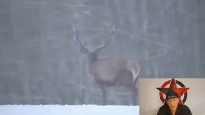 Олень инвестор в отношения _ Финансовая модель не работает (R)