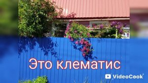 Цветы в конце июля
