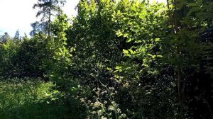 лес природа красота