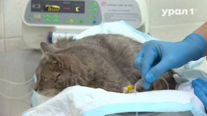 27.06.25 УРАЛ1 - ОГБУ "Челябинская ветстанция"