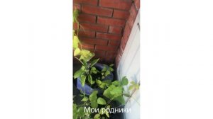 Огородно балконные растения Июль 2025