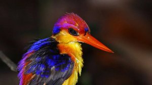 Мир птиц, Самые красивые и удивительные птицы в мире