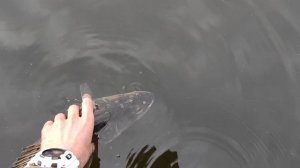 Отпускайте рыбу, друзья