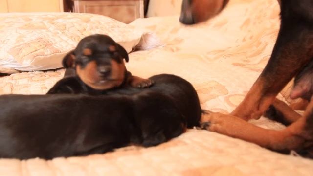 Цвергпинчер смотреть онлайн