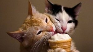 СМЕШНЫЕ ВИДЕОПРИКОЛЫ |Смешные моменты с животными |Я РЖАЛ ДО СЛЕЗ|ПОДБОРКА ПРИКОЛОВ