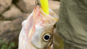 РЫБАЛКА С НОЧЕВКОЙ НА ФИДЕР! река Амур