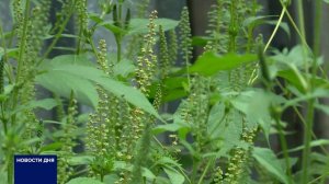 В ОРЕНБУРГЕ ОБЪЯВЛЕН КАРАНТИН ИЗ-ЗА АМБРОЗИИ