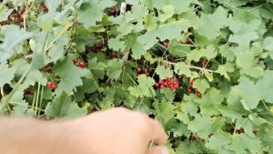 Абрикосы в Тюмени