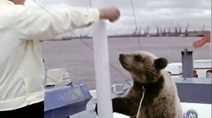 1985 год. Нижневартовск. Медведь на прогулочном теплоходе