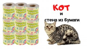 Стена из туалетной бумаги. Кот