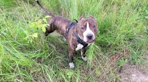 Амстафф VID_20250716