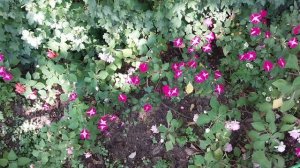 Белки в клетке. Релакс видео.🐿🤗