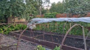 Делаю заготовки ко дню рождения на праздничный стол. Собираю урожай. Жизнь семьи в деревне.