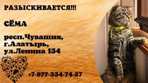 Пропал кот! СЁМА. респ.Чувашия, г.Алатырь.