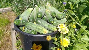 Попали на лечение. Готовлю вкусняшки. Убираю урожай. Саяногорск Хакасия Сибирь