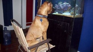 СМЕШНЫЕ ВИДЕО С СОБАКАМИ, КОТОРЫЕ НЕВОЗМОЖНО НЕ ПОСМЕЯТЬСЯ