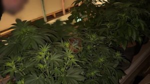 Севастопольские полицейские обнаружили в доме приезжего мужчины теплицы с 16 кустами конопли