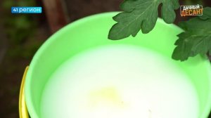 •ДАЧНЫЙ ДЕСАНТ• №8/25