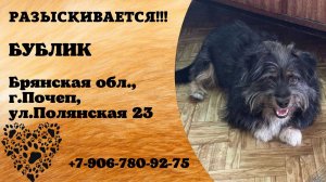 Пропала собака! БУБЛИК. Брянская обл,  г. Почеп