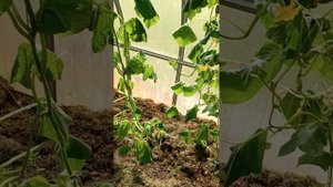 Паутинный клещ на огурцах.