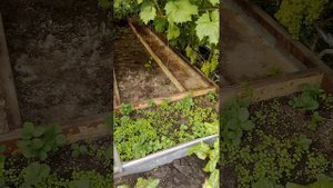 Персики, виноград , груши в Тюмени.