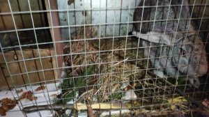 Мама маленьких крольчат