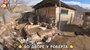 Содержание кур в домашних условиях и других птиц во дворе у Роберта 🐣🐤🦆🐔🪿🦃 (97)