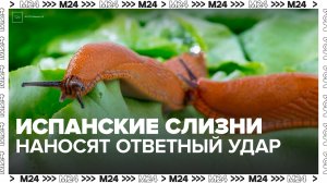 Испанские слизни вновь заполонили Москву - Москва 24