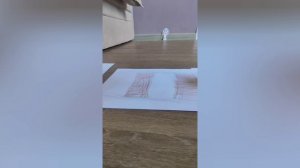 Игра в кальмара