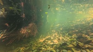 Охлаждающее в жару, залипательное, успокаювающие видео. https://ya.cc/7JGwFb