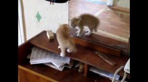 СМОТРЕТЬ ВИДЕО ПРИКОЛЫ 2025 НОМЕР 5