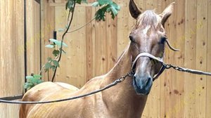 1150-1 Тип клипер