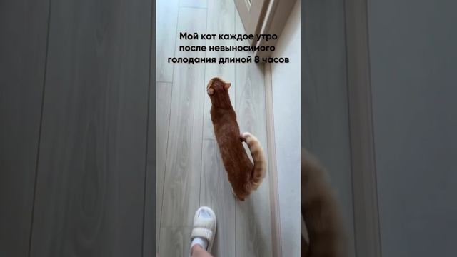 Как вам такая подборочка 2.0? 😹😹