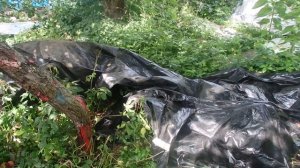 ЯБЛОНЯ В ПОЛ СТВОЛА  ОТ МОЛНИИ ДАЛА МНОГО ЯБЛОК НА ВЕТКАХ