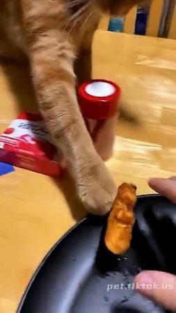 Приколюхи с кошаками