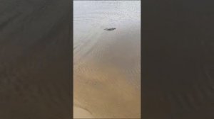 Крупная щука.mp4