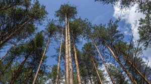 Природный парк в Чите превратят в особо охраняемую территорию