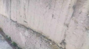 кролики крольчиха  крольчата