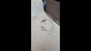 Актирование Ксенофонт Фэнси 14.06.2025