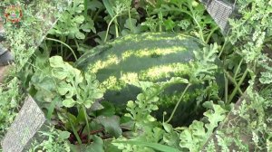 Этот способ спасёт ваш урожай арбузов!