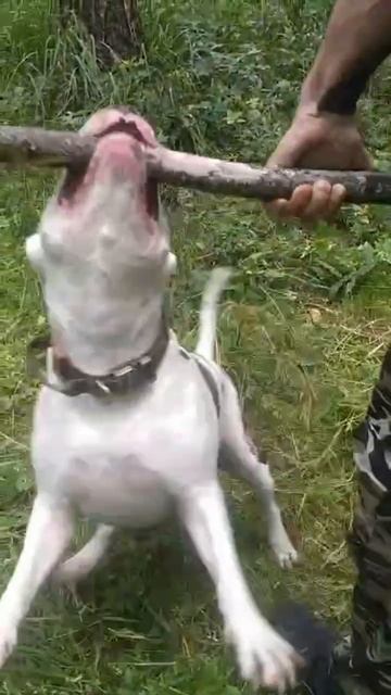 тренировка смотреть онлайн