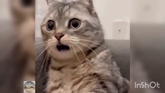 Будьте здоровы! (прикол с котиками) 🐱🐱🐱