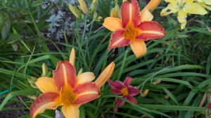 09-08-2025.Дача.Березы сбрасывают семена.Пока солнце на другой стороне решила поработать))