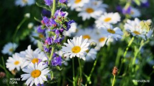 ЯСНАЯ ГОРА все цветет